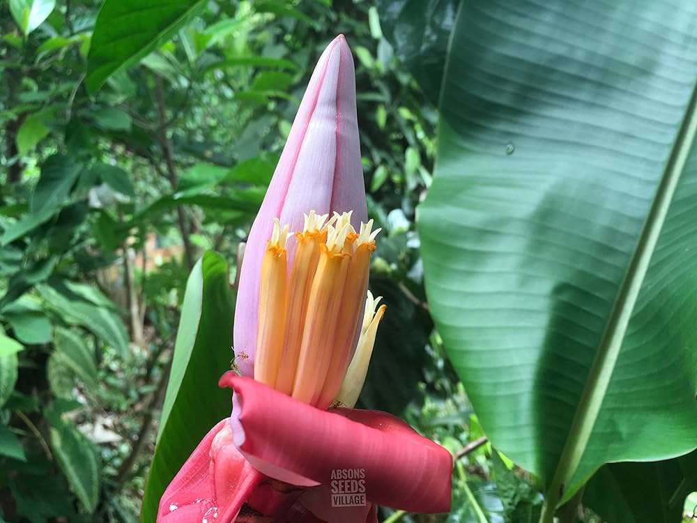 Musa Ornata Banana seeds sprouting ornamental banana plants with pink blooms and compact foliage, suitable for exotic gardens or pots